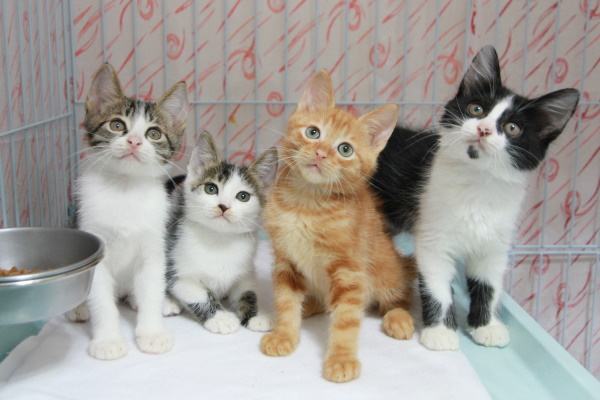 猫咪腹泻屁股红肿突出怎么办,猫咪腹泻快速解决方法