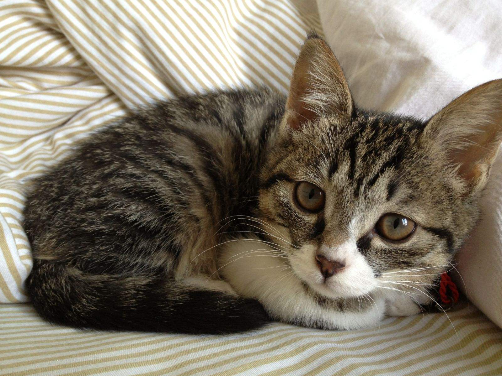 猫咪腹泻屁股红肿突出怎么办,猫咪腹泻快速解决方法