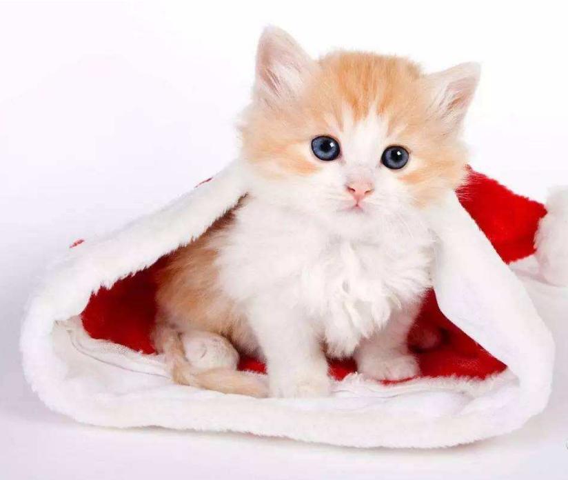 猫咪腹泻屁股红肿突出怎么办,猫咪腹泻快速解决方法