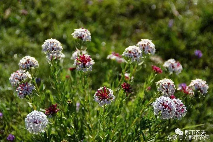 盘点家里那些长相乖巧却很毒的花