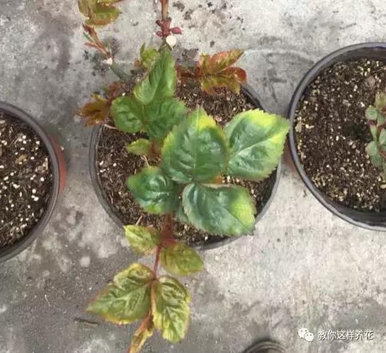 家里种的花卉都黄叶了怎么办,花卉绿叶萎蔫是啥原因如何救