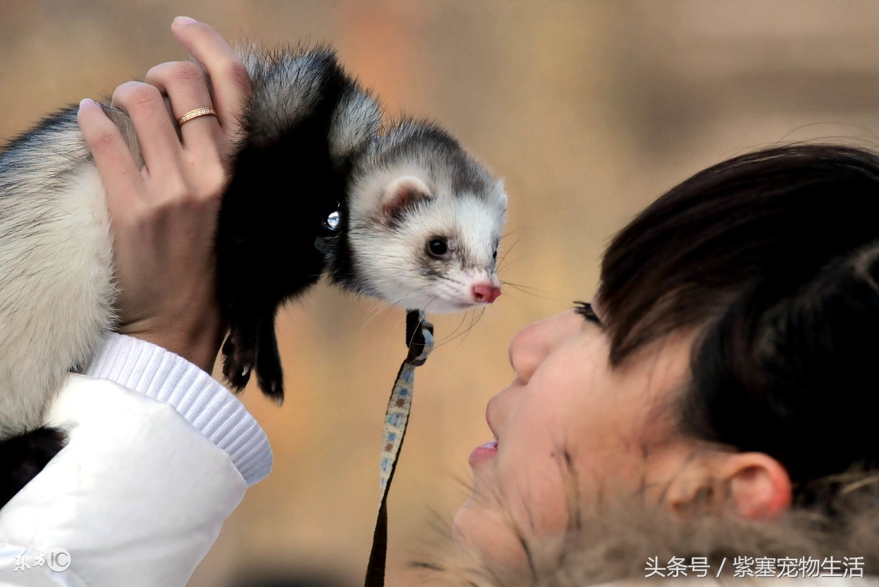 宠物雪貂的冷知识,关于宠物雪貂的品种和性格