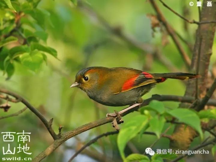 画眉的十大危害,中国独有极危物种