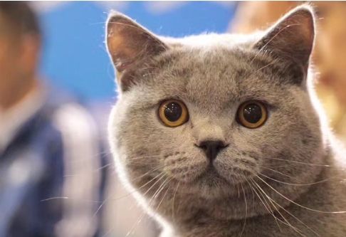 猫咪腹泻屁股红肿突出怎么办,猫咪腹泻快速解决方法