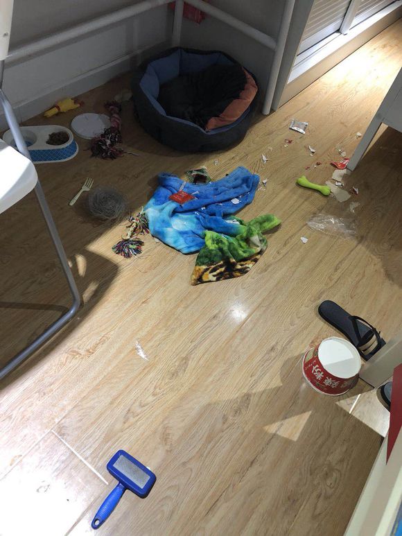 泰迪越打它越叛逆,泰迪太淘气应该打吗