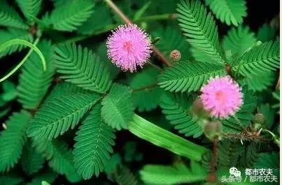 盘点家里那些长相乖巧却很毒的花