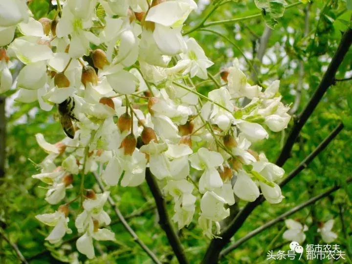 盘点家里那些长相乖巧却很毒的花