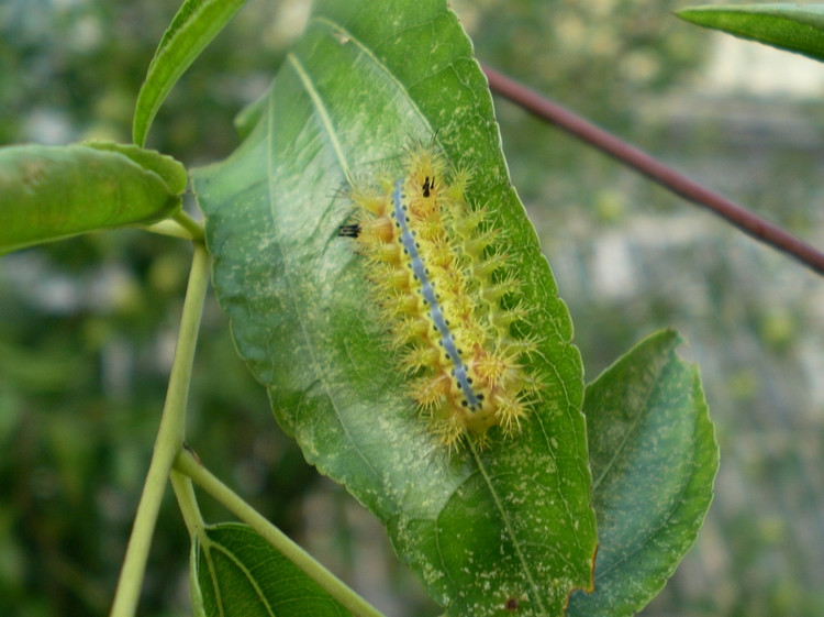 农村有一种叫“洋辣子”的妖孽，你知道被蛰后应该先做什么吗？