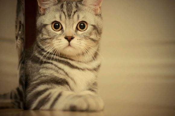 猫咪腹泻屁股红肿突出怎么办,猫咪腹泻快速解决方法