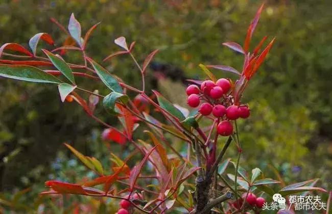 盘点家里那些长相乖巧却很毒的花