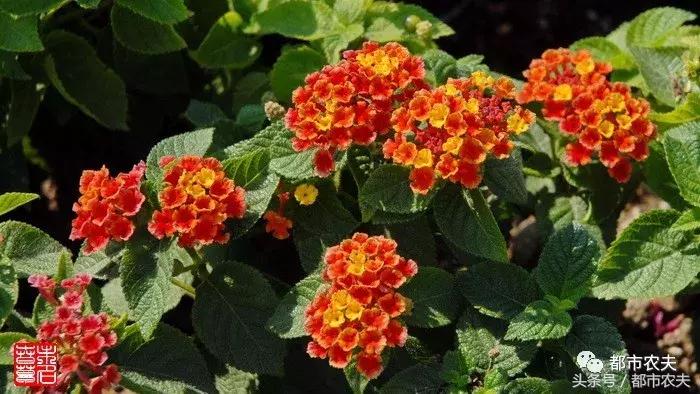 盘点家里那些长相乖巧却很毒的花