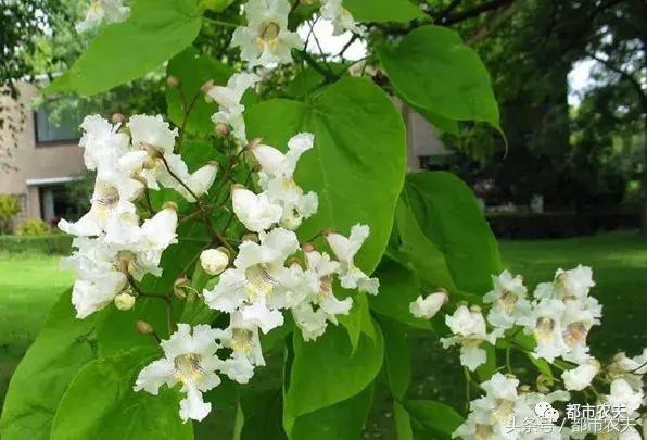 盘点家里那些长相乖巧却很毒的花