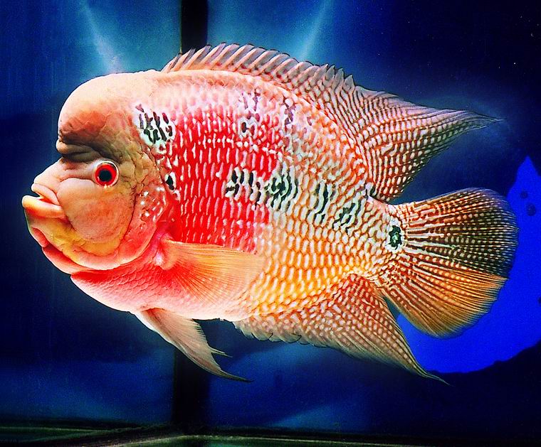 罗汉鱼的养法,罗汉鱼培育方法