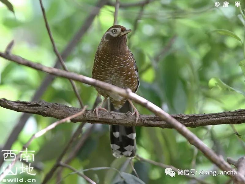 画眉的十大危害,中国独有极危物种