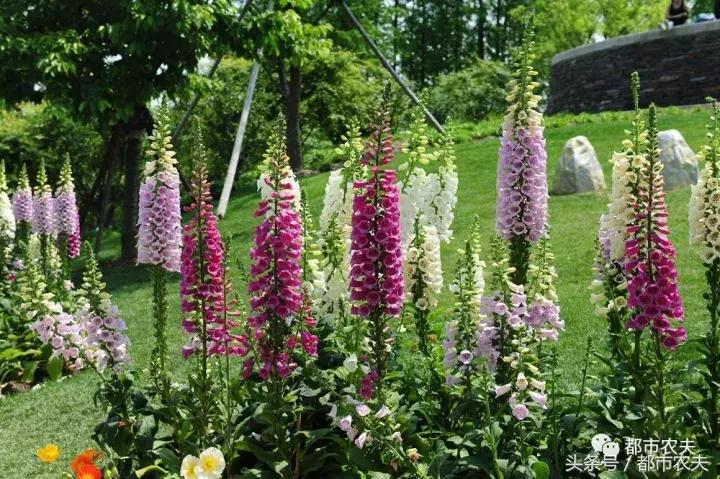 盘点家里那些长相乖巧却很毒的花