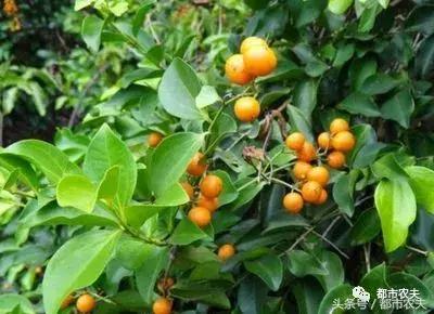 盘点家里那些长相乖巧却很毒的花