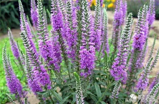 盘点家里那些长相乖巧却很毒的花