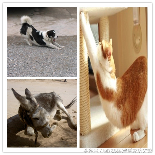 如何练好武当道家导引十三式教学,武当道家导引吐纳术全套教学