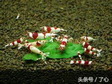 水晶虾的十大禁忌,水晶虾的最佳温度