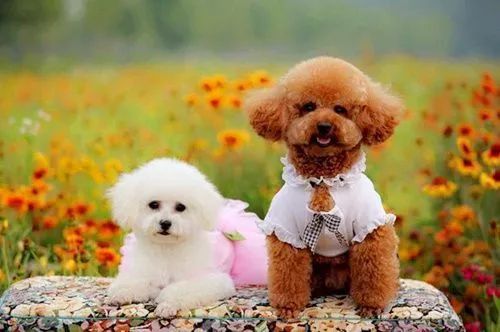 狗是人类最忠诚的朋友的人生感悟,忠犬八公的真实故事