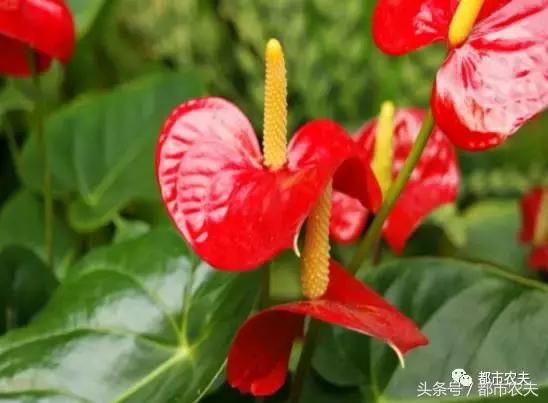 盘点家里那些长相乖巧却很毒的花