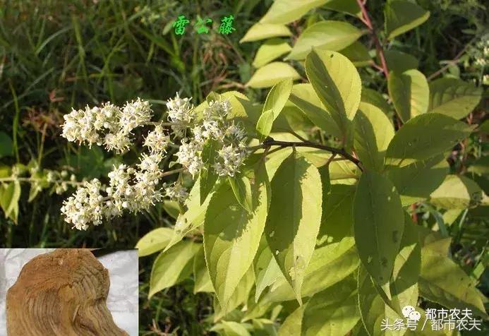 盘点家里那些长相乖巧却很毒的花