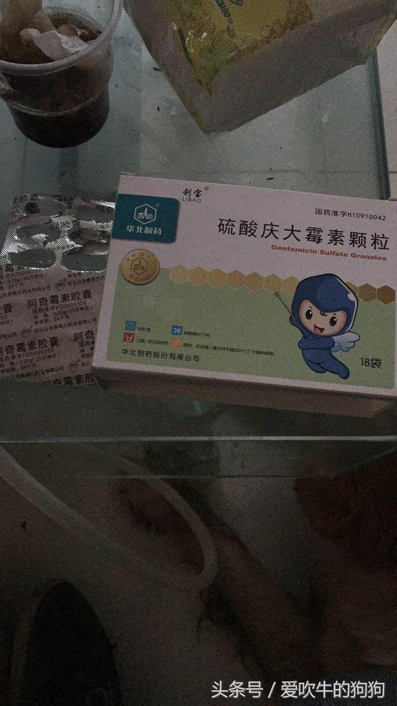 六个月金毛细小救得活吗,金毛细小好了一直不吃东西