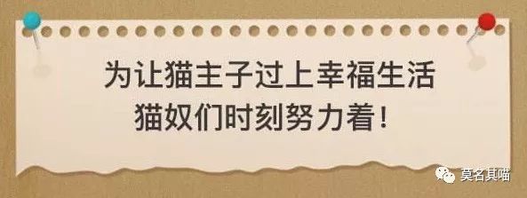 某宝某猫购物评价,某宝买猫100一只是真的吗