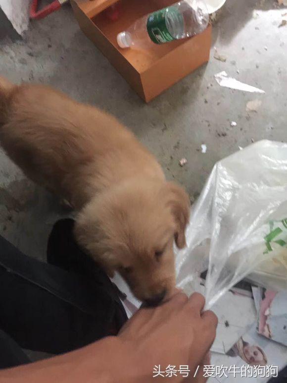 六个月金毛细小救得活吗,金毛细小好了一直不吃东西