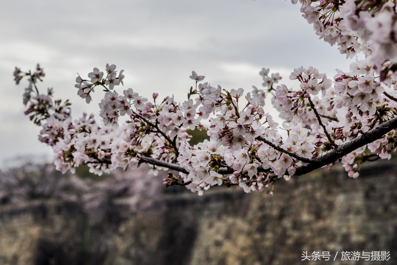 游览大阪城,走马观城完整版
