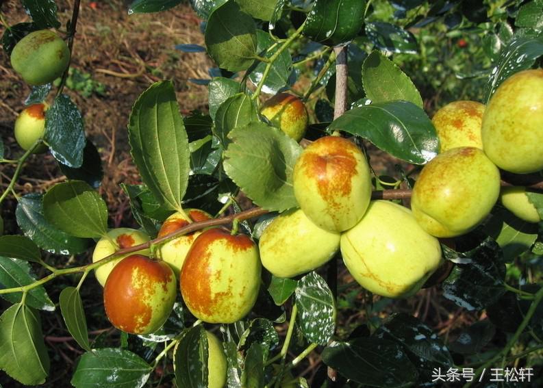 河南南阳桐柏大枣介绍,南阳桐柏大枣