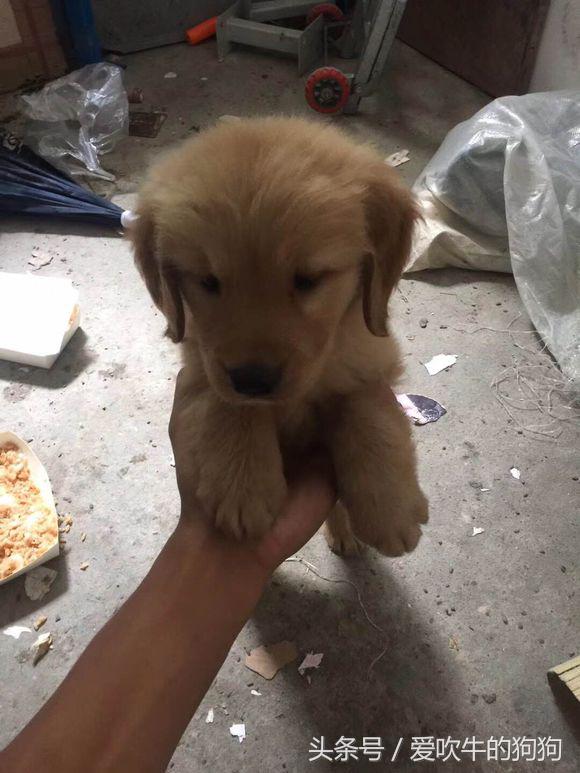 六个月金毛细小救得活吗,金毛细小好了一直不吃东西