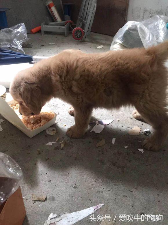 六个月金毛细小救得活吗,金毛细小好了一直不吃东西