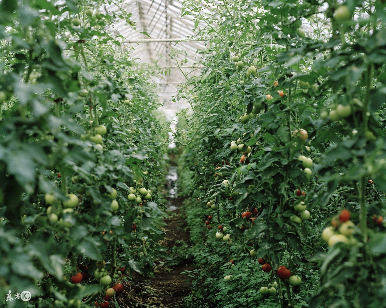 西红柿疯长不坐果怎么治,西红柿疯长但开花少的原因