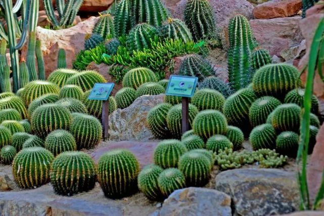 多肉植物有毒品种图片大全及名称,家庭养的多肉致癌吗
