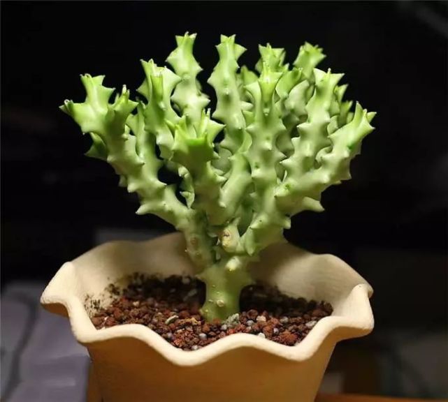 多肉植物有毒品种图片大全及名称,家庭养的多肉致癌吗