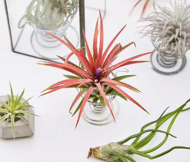 如何处理凤梨,怎么防止凤梨底部发霉