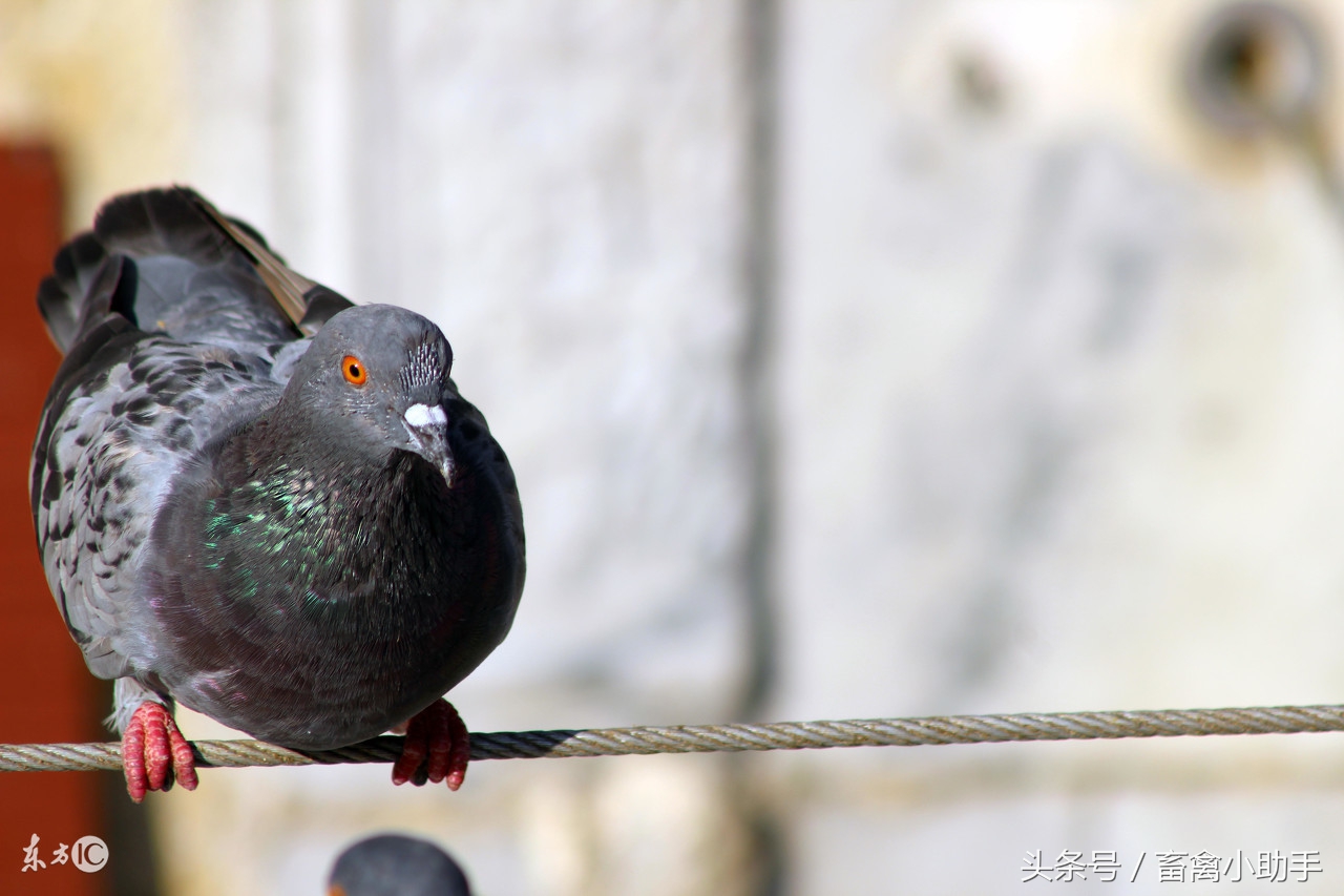 鸽子飞不出好成绩是什么原因,为什么鸽子飞出好成绩