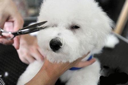 狗狗眼睛泪汪汪怎么治疗,狗狗眼睛出血该用什么特效药