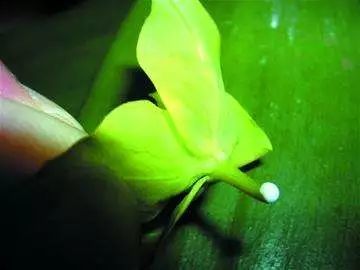 多肉植物有毒品种图片大全及名称,家庭养的多肉致癌吗