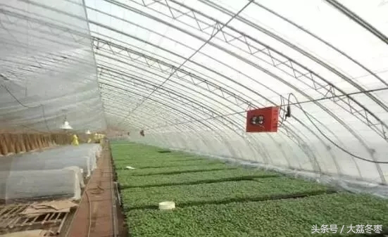 温室大棚保温处理,大棚倒春寒的最佳防冻方法