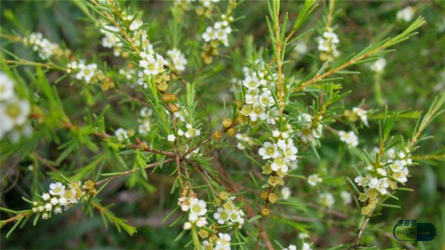 肤阴洁复方黄松洗液有什么作用,肤阴洁复方黄松洗液怎么用
