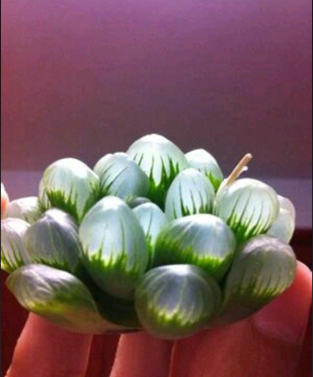 玉露冰灯养护,大冰灯玉露和小冰灯