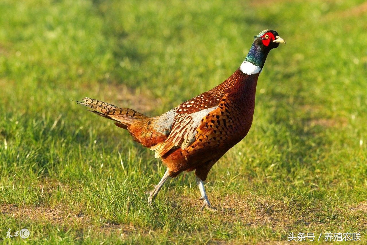 野鸡如何高产,山鸡养殖成本利润及散养新技术