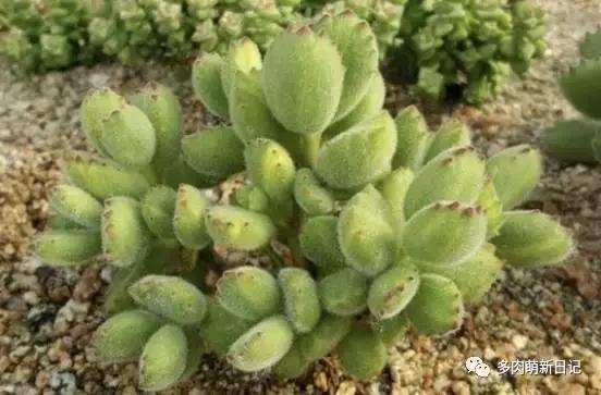 像熊爪子一样的多肉,多肉视察日记100字以上