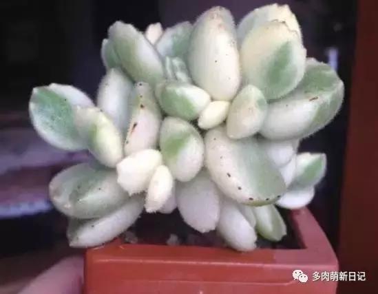 像熊爪子一样的多肉,多肉视察日记100字以上