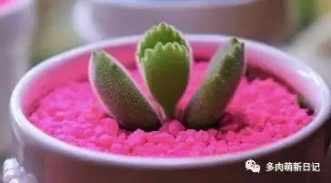 像熊爪子一样的多肉,多肉视察日记100字以上