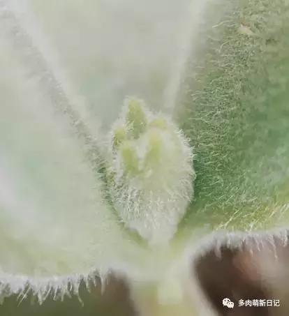 像熊爪子一样的多肉,多肉视察日记100字以上