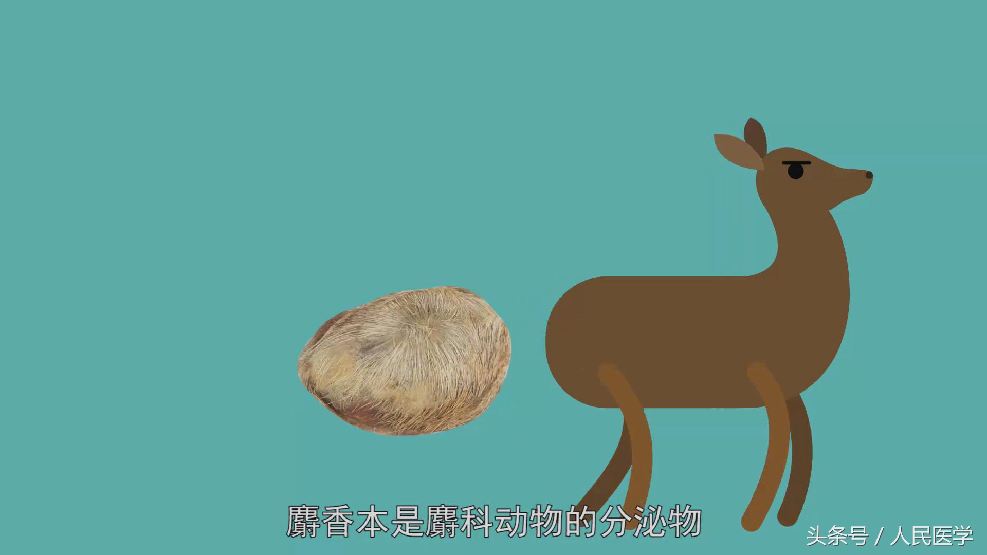 麝香可以导致女人流产吗,麝香可以打胎吗