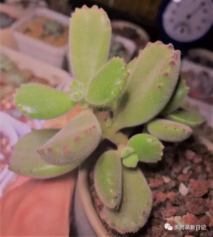 像熊爪子一样的多肉,多肉视察日记100字以上